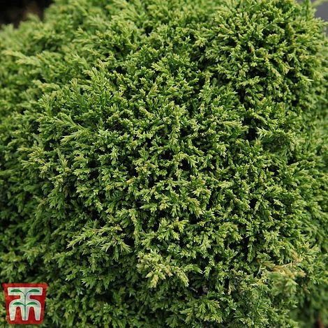 Chamaecyparis Pisifera 'Hime-Sawara' 3 Chamaecyparis Pisifera 'Hime-Sawara'