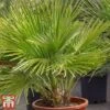 Chamaerops Humilis 'Vulcano' 1 Chamaerops Humilis 'Vulcano' -Perfect Greenery cham vulc