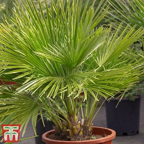 Chamaerops Humilis 'Vulcano' 3 Chamaerops Humilis 'Vulcano'