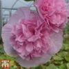 Hollyhock 'Chater's Salmon Pink' -Perfect Greenery chater2