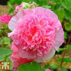Hollyhock 'Chater's Salmon Pink' -Perfect Greenery chaters