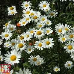 Chrysanthemum 'Silver Princess' -Perfect Greenery chry sil