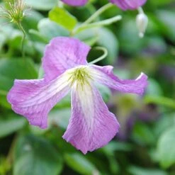 Clematis Viticella -Perfect Greenery clem NOW1