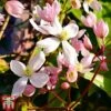 Clematis Armandii 'Apple Blossom' -Perfect Greenery clem apple