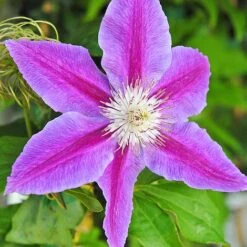 Clematis Large Flowered Trio -Perfect Greenery clem coll C