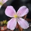 Clematis Montana 'Fragrant Springs' -Perfect Greenery clem frag
