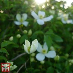 Clematis Montana 'Grandiflora' -Perfect Greenery clem mont