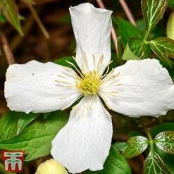 Clematis Montana 'Grandiflora' -Perfect Greenery clem mont4