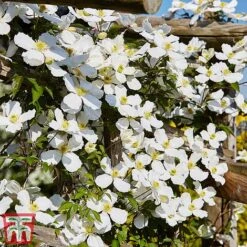 Clematis Montana 'Grandiflora' -Perfect Greenery clem mont5