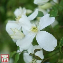 Clematis Montana 'Grandiflora' -Perfect Greenery clem mont6