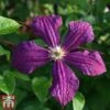 Clematis Viticella 'Polish Spirit' -Perfect Greenery clem pol