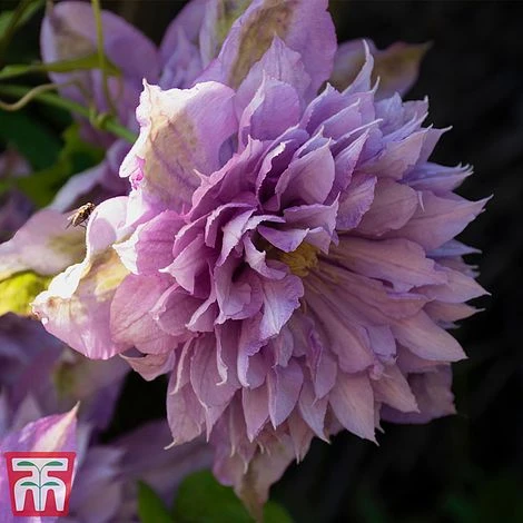 Clematis 'Proteus' 3 Clematis 'Proteus'