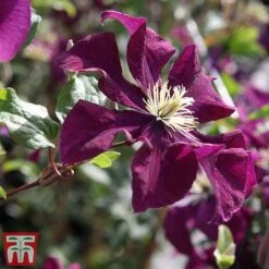 Clematis 'Warszawska Nike' -Perfect Greenery clem wars4