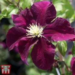 Clematis 'Warszawska Nike' -Perfect Greenery clem wars5