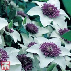 Clematis Florida 'Sieboldii' -Perfect Greenery clem1