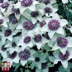 Clematis Florida 'Sieboldii' -Perfect Greenery clemas