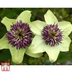 Clematis Florida 'Sieboldii' -Perfect Greenery clemat