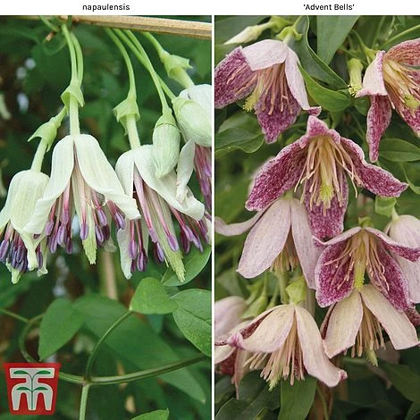 Clematis Duo Collection 3 Clematis Duo Collection