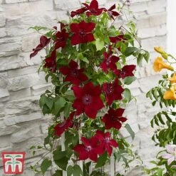 Clematis Patio Collection -Perfect Greenery clematis3