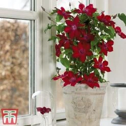 Clematis Patio Collection -Perfect Greenery clematis5