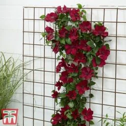 Clematis Patio Collection -Perfect Greenery clematis6
