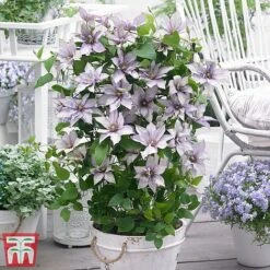 Clematis Patio Collection -Perfect Greenery clematis8