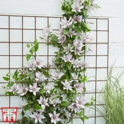 Clematis Patio Collection -Perfect Greenery clematis9