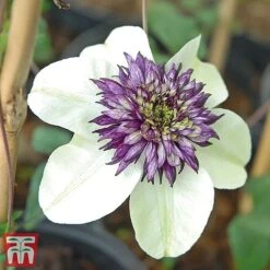 Clematis Florida 'Sieboldii' -Perfect Greenery clems