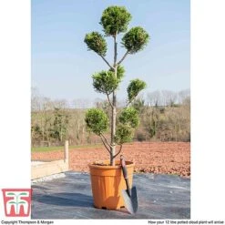 Leyland Cypress 'Castlewellan' Topiary 12 Leyland Cypress 'Castlewellan' Topiary -Perfect Greenery cloud