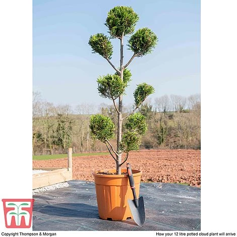 Leyland Cypress 'Castlewellan' Topiary 6 Leyland Cypress 'Castlewellan' Topiary - Image 4