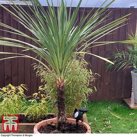 Cordyline Australis 4 Cordyline Australis - Image 2