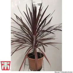 Cordyline 'Red Star' 9 Cordyline 'Red Star' -Perfect Greenery cord reds