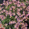 Coreopsis Rosea 'American Dream' -Perfect Greenery coreopsis american dream1