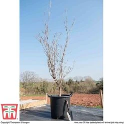 Cornus 'Milky Way' -Perfect Greenery corn kou