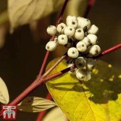 Cornus Alba 'Sibirica Variegata' -Perfect Greenery corn sib3