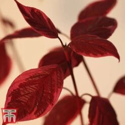 Cornus Alba 'Sibirica Variegata' -Perfect Greenery corn sib5