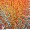 Cornus Sanguinea 'Winter Beauty' -Perfect Greenery corn win