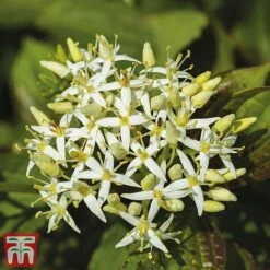 Cornus Sanguinea 'Winter Beauty' 11 Cornus Sanguinea 'Winter Beauty' -Perfect Greenery corn wint2