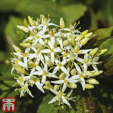 Cornus Sanguinea 'Winter Beauty' 6 Cornus Sanguinea 'Winter Beauty' - Image 4