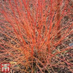 Cornus Sanguinea 'Winter Beauty' 9 Cornus Sanguinea 'Winter Beauty' -Perfect Greenery corn wint3