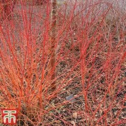 Cornus Sanguinea 'Winter Beauty' 13 Cornus Sanguinea 'Winter Beauty' -Perfect Greenery corn wint4