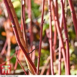 Cornus Sanguinea 'Winter Beauty' 10 Cornus Sanguinea 'Winter Beauty' -Perfect Greenery corn wint5