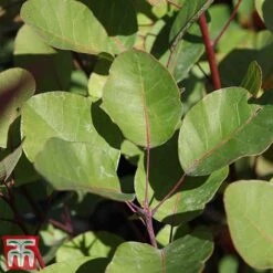 Cotinus Coggygria -Perfect Greenery cotti