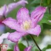 Clematis 'Comtesse De Bouchaud' -Perfect Greenery count