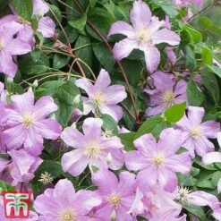 Clematis 'Comtesse De Bouchaud' -Perfect Greenery countes