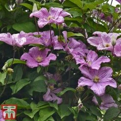 Clematis 'Comtesse De Bouchaud' -Perfect Greenery countess