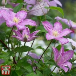 Clematis 'Comtesse De Bouchaud' -Perfect Greenery coutne