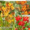 Crocosmia Collection -Perfect Greenery croc trio