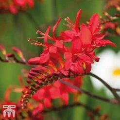 Everlasting Perennial Collection 15 Everlasting Perennial Collection -Perfect Greenery crocosmia2
