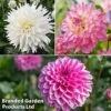 Dahlia 'Beautiful Bouquet Collection' 1 Dahlia 'Beautiful Bouquet Collection' -Perfect Greenery dahlia bb coll